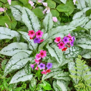 Miodunka Silver Bouquet - Pulmonaria P12
