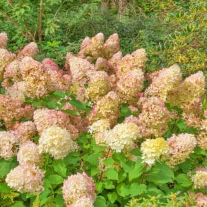 Hortensja bukietowa Silver Dollar P14