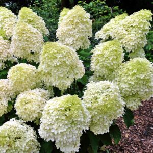 Hortensja bukietowa Phantom P14