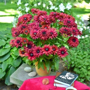 Rudbecia True Red P14