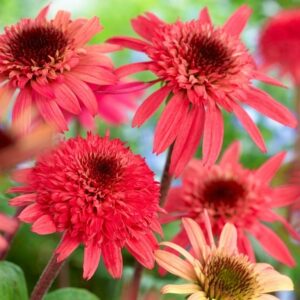 Jeżówka Raspberry Truffle P14