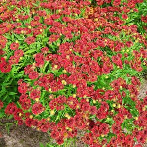 Dzielżan Czerwony P14