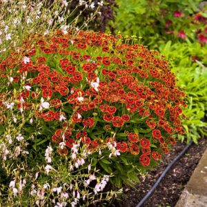 Dzielżan Bandera P14