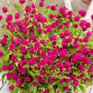 Wiecznik Kulisty 'Holly Pink' P14