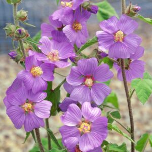 Ślazówka Lilac Lady P14