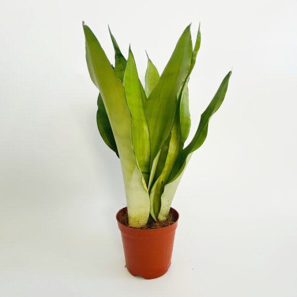 Sansevieria Trifasciata Moonshine P12 - obrazek 4