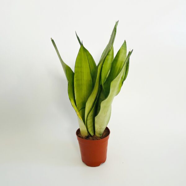 Sansevieria Trifasciata Moonshine P12 - obrazek 5