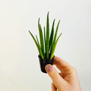 Sansevieria bacularis Mikado P4