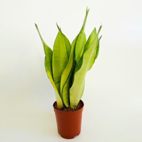 Sansevieria Trifasciata Moonshine P12 - obrazek 7