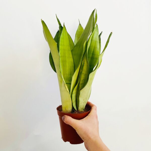 Sansevieria Trifasciata Moonshine P12 - obrazek 6