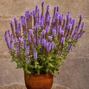 Szałwia Ice Blue P12