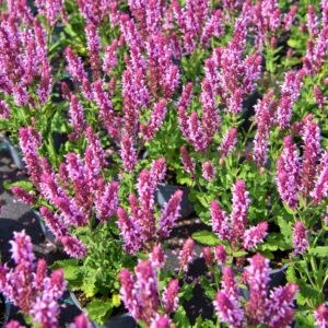 Szałwia Salute Light Pink P12